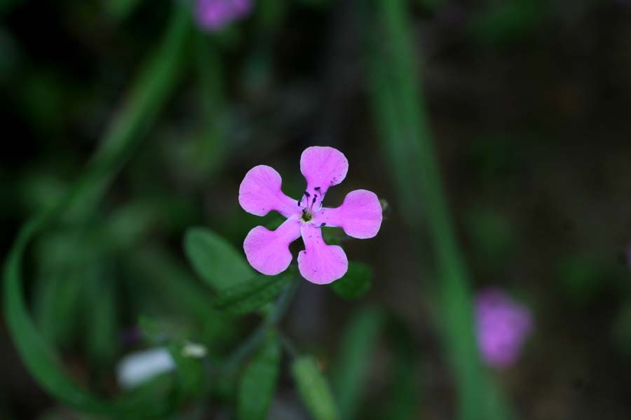 Saponaria calabrica / Saponaria calabrese